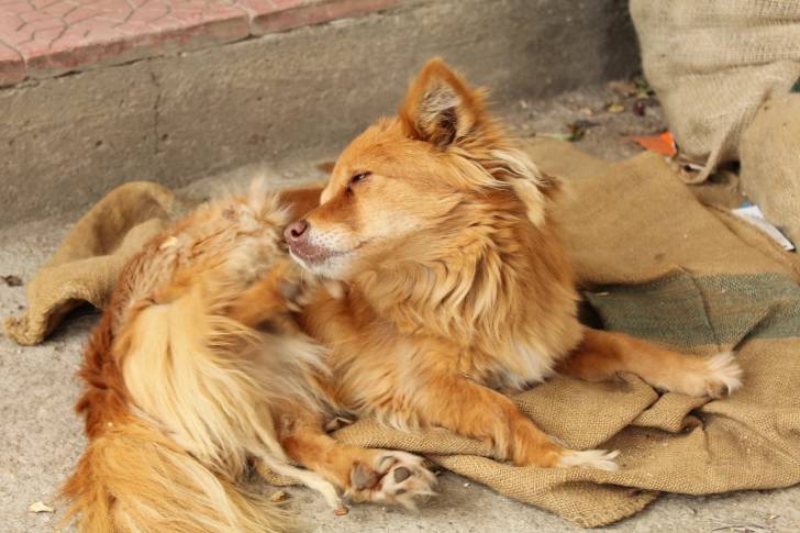 Un Volpino roux se gratte sur le sol