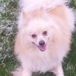 fastoche - Spitz Japonais Mâle (2 ans)