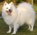Angel - Spitz Japonais (4 ans)