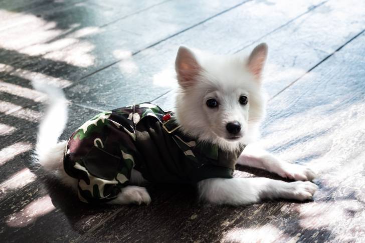 Un Spitz Japonais avec des vêtements pour chien