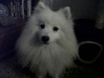 Brandy - Spitz Japonais Mâle (6 ans)
