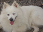 harry - Spitz Japonais Mâle (6 ans)