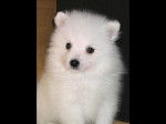 Swan - Spitz Japonais Mâle (6 mois)