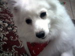 Lacey - Spitz Japonais Femelle (7 ans)
