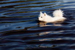 Un Spitz Japonais en train de nager