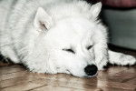 Un Spitz Japonais endormi sur le sol