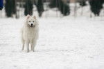 Un Spitz Japonais qui court dans la neige