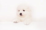 Un chiot Spitz Japonais