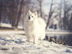 Un Spitz Japonais qui se tient au bord de l'eau en hiver
