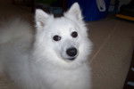 Lacey - Spitz Japonais Femelle (4 ans)