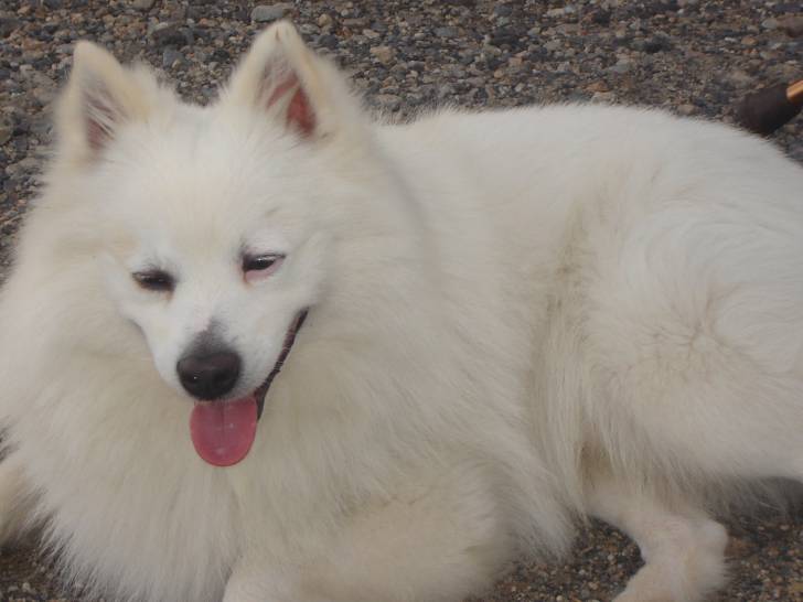 harry - Spitz Japonais Mâle (6 ans)