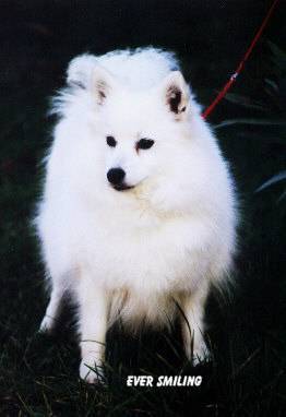 Spitz Japonais - Spitz Japonais