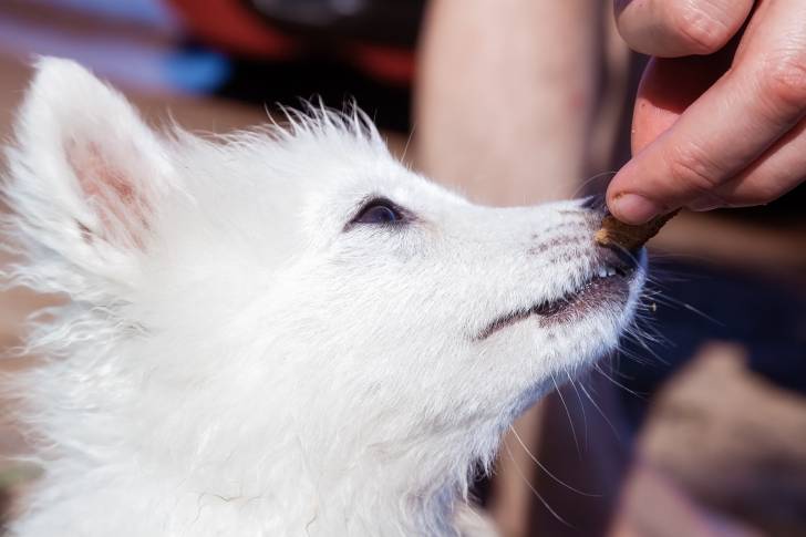 Photo Spitz Japonais