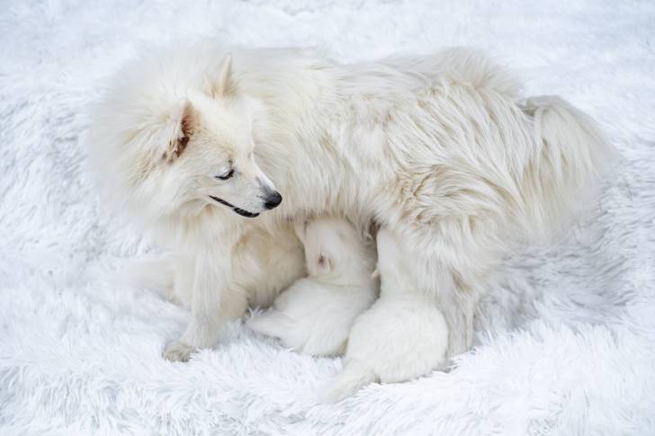 Un Spitz Japonais femelle en train d'allaiter ses chiots