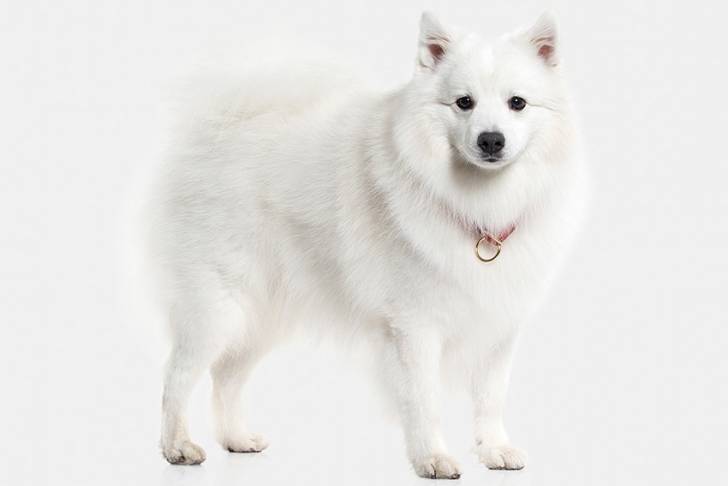 Un Spitz Japonais qui porte un collier et regarde vers l'objectif