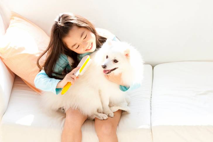 Une petite fille en train de brosser un Spitz Japonais 