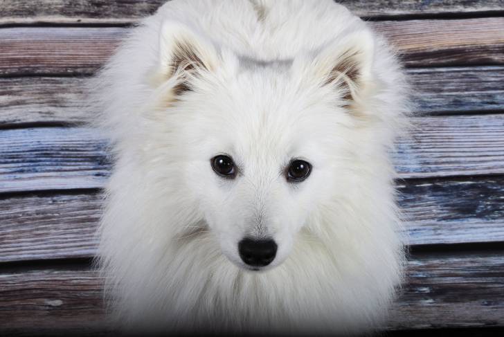 Photo Spitz Japonais