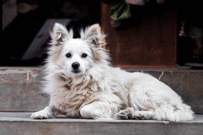 Un Spitz Japonais allongé sur des escaliers