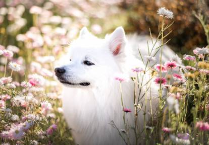 Un Spitz Japonais qui se promène dans un champ de fleurs