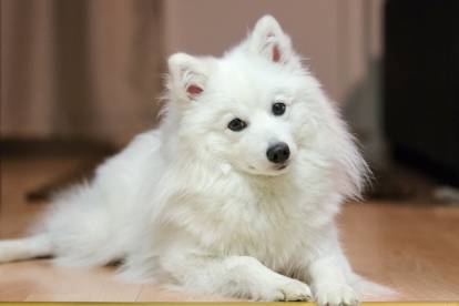 Un Spitz Japonais allongé sur du parquet