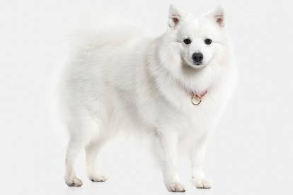 Un Spitz Japonais qui porte un collier et regarde vers l'objectif