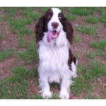 Lilly Mae Snow Bogans - Springer Anglais (9 ans)