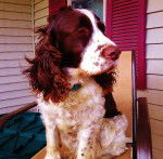 Sadie - Springer Anglais (11 ans)