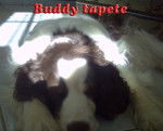 budy - Springer Anglais Mâle (Autre)