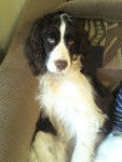 Brownie:) - Springer Anglais (2 ans)