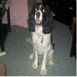 Maggie - Springer Anglais (4 ans)