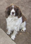 Lady - Springer Anglais (9 ans)