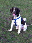 Bailey - Springer Anglais Mâle (6 ans)