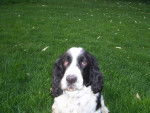 My Dog - Springer Anglais Mâle (8 ans)