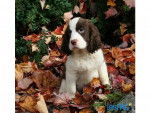 Chanelle - Springer Anglais (1 mois)