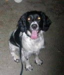 Maq - Springer Anglais (3 ans)