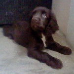 Venus - Springer Anglais (7 mois)