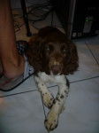 flica - Springer Anglais (3 mois)