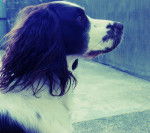 Ruby - Springer Anglais (3 ans)