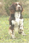 LE CLOS BECASSIER - SPRINGER ANGLAIS - Springer Anglais