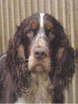 LE CLOS BECASSIER - SPRINGER ANGLAIS - Springer Anglais