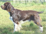 LE CLOS BECASSIER - SPRINGER ANGLAIS - Springer Anglais