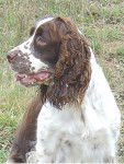 LE CLOS BECASSIER - SPRINGER ANGLAIS - Springer Anglais