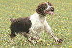 LE CLOS BECASSIER - SPRINGER ANGLAIS - Springer Anglais