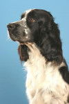 LE CLOS BECASSIER - SPRINGER ANGLAIS - Springer Anglais