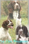 LE CLOS BECASSIER - SPRINGER ANGLAIS - Springer Anglais