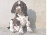 LE CLOS BECASSIER - SPRINGER ANGLAIS - Springer Anglais