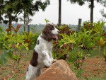 Springer Anglais Spaniel - Springer Anglais