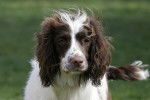 Springer spaniel - Springer Anglais