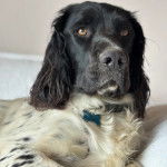 Un Springer Anglais allongé et portant un collier autour du cou