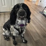 Un Springer Anglais assis sur un plancher et portant un harnais 